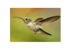 il piccolo colibrì della favola amerinda 032015