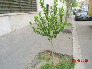 CIMG4296